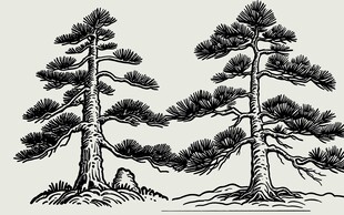 手绘双松图