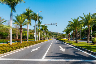 蓝天棕榈林荫公路