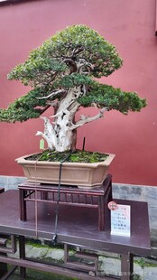 盆景