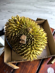 整颗新鲜带壳榴莲