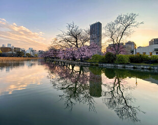 湖畔春日樱花夕照美景