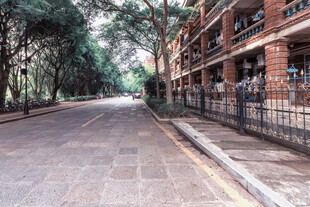 校园林荫道街景