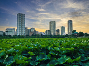 荷塘边城市黄昏风景