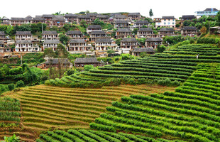山乡茶园村落风光