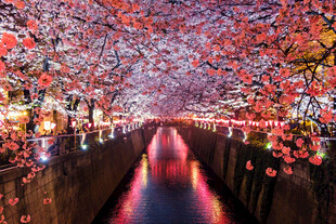 梦幻花廊灯光步道