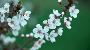 柔焦春日白花枝
