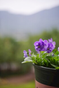 盆栽紫色小花