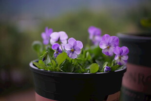 紫花盆栽
