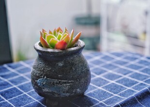 多肉小盆栽