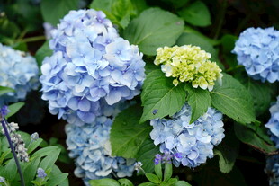 绣球花