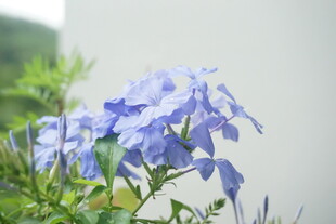 朦胧蓝花绿植