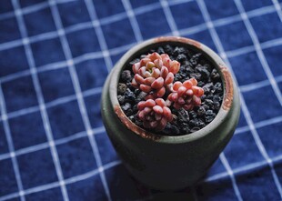 多肉小盆栽