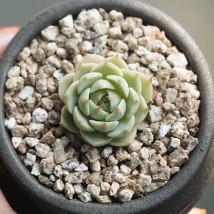 多肉小盆栽