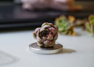 多肉植物