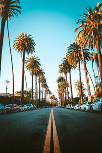 棕榈林荫公路街景