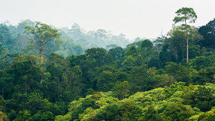 热带雨林山林雾景