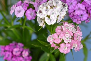 多彩石竹花清新特写
