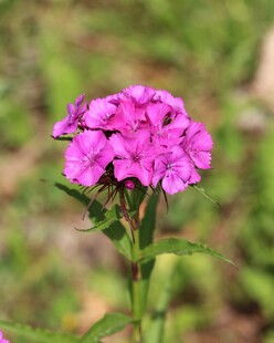 玫红石竹花特写