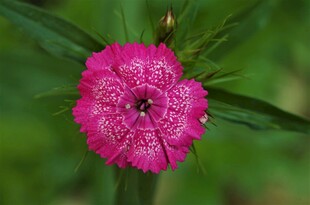 紫红色石竹花特写