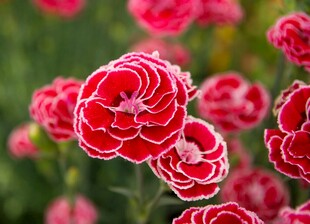 红色康乃馨花卉特写