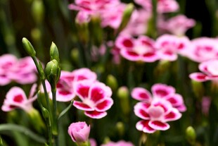 粉色石竹花特写