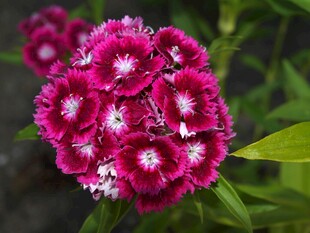 紫红色石竹花特写