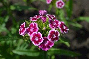 紫边石竹花簇特写