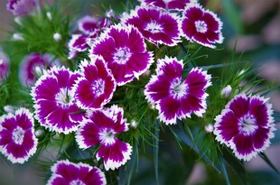 紫色石竹花簇特写