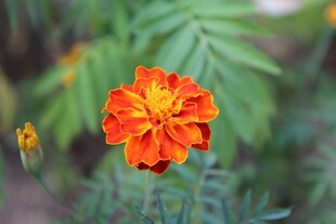 橙色万寿菊花卉特写