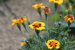 明黄万寿菊花丛特写