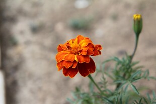 橙色万寿菊特写