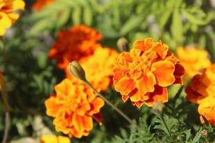 明艳万寿菊花卉特写
