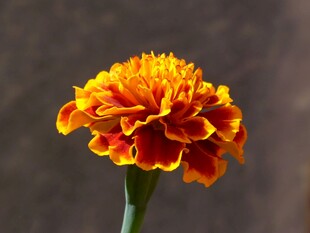 万寿菊单花特写