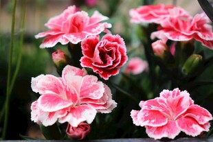 粉色康乃馨花簇
