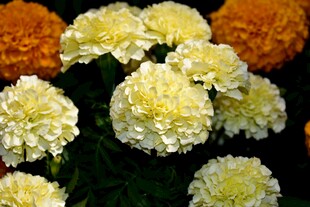 盛放的黄白菊花