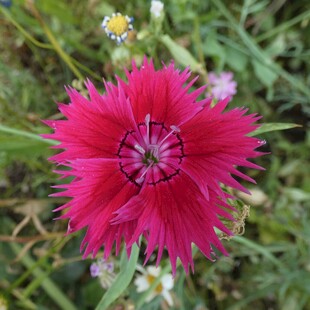 红色石竹花特写