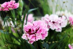 粉色石竹花特写