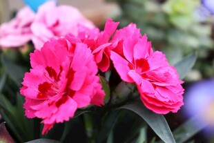 粉色石竹花特写