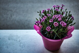 桌面粉花小盆栽