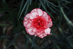 粉花红蕊石竹特写