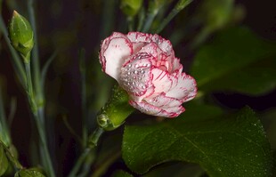 粉色康乃馨花苞特写