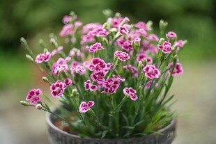 盆栽石竹花盛开
