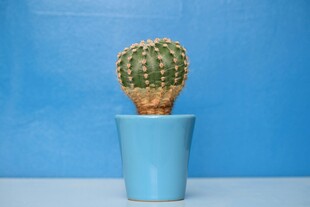 蓝色花盆里的仙人掌