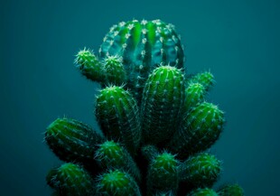 绿色群生仙人掌