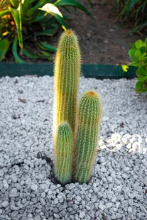 户外柱状仙人掌