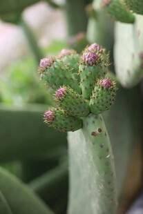 仙人掌花苞特写