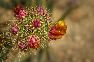 仙人掌花簇特写