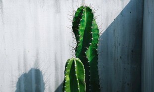 室内仙人掌绿植