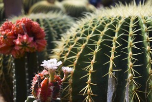 开花仙人球特写