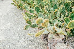 户外沙地仙人掌丛